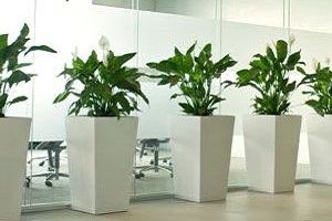 Plants rental