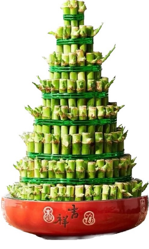 八層塔型富貴竹