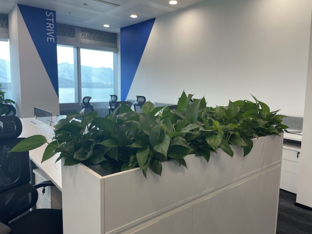 File cabinet planter