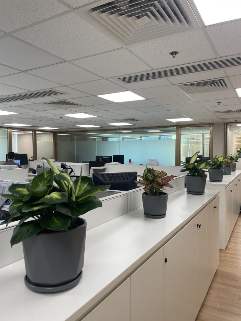 Desktop plants