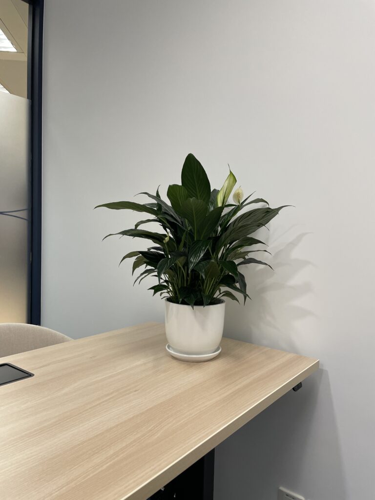 Peace lily