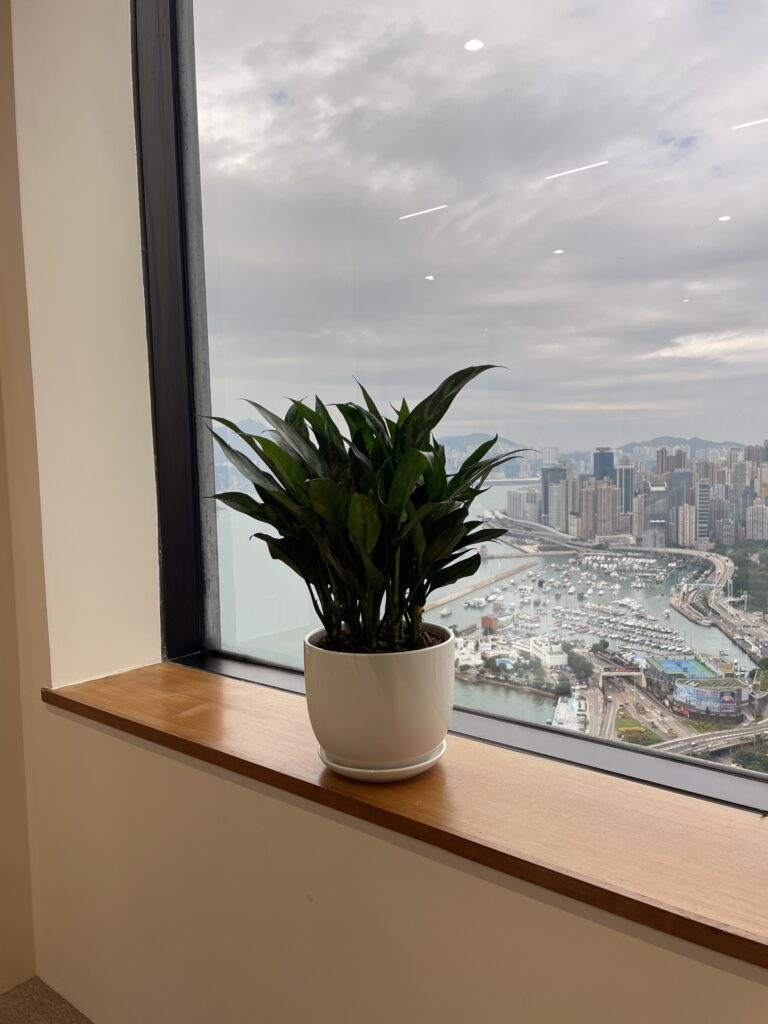 Aglaonema commutatum