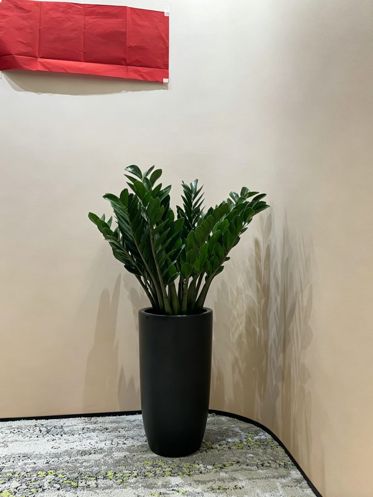 金錢樹