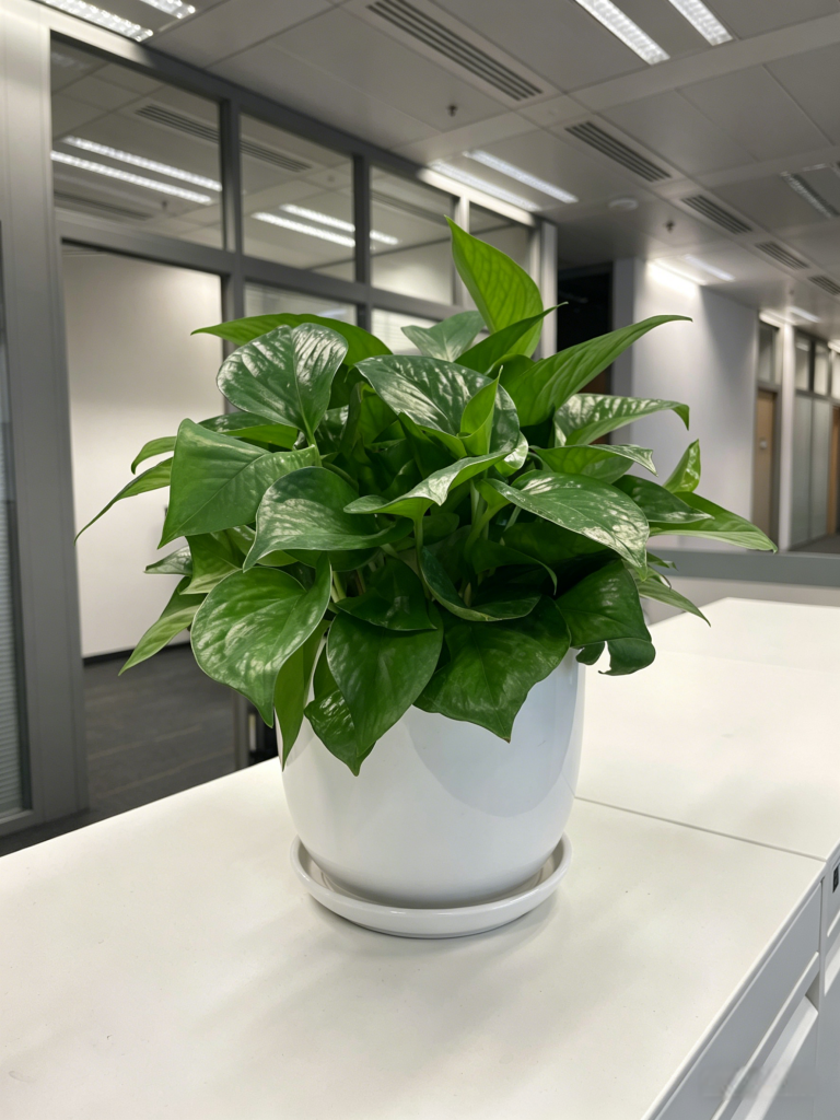 Epipremnum aureum