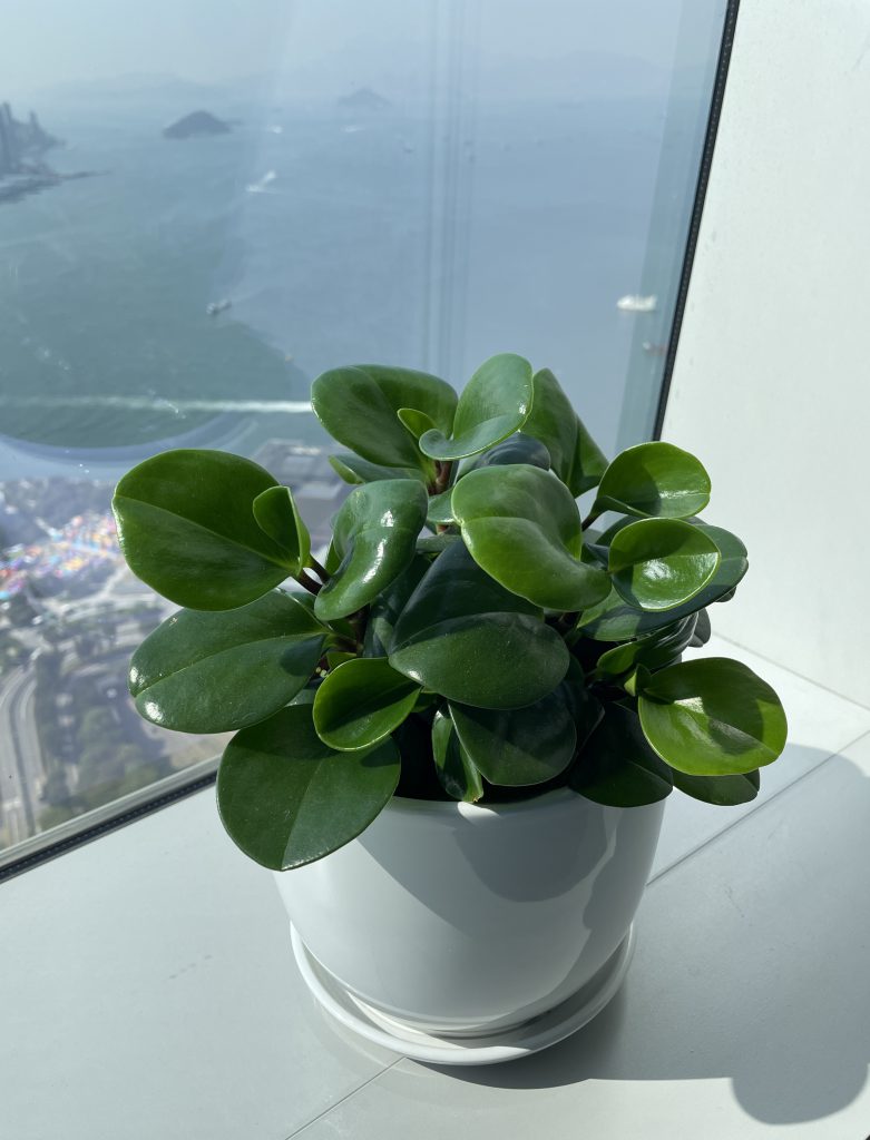 Peperomia