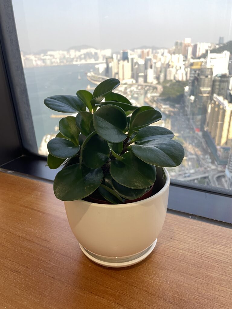 Peperomia