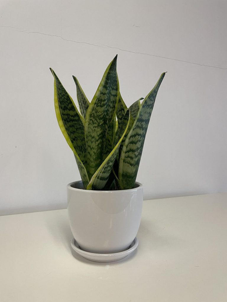 Snake Plant