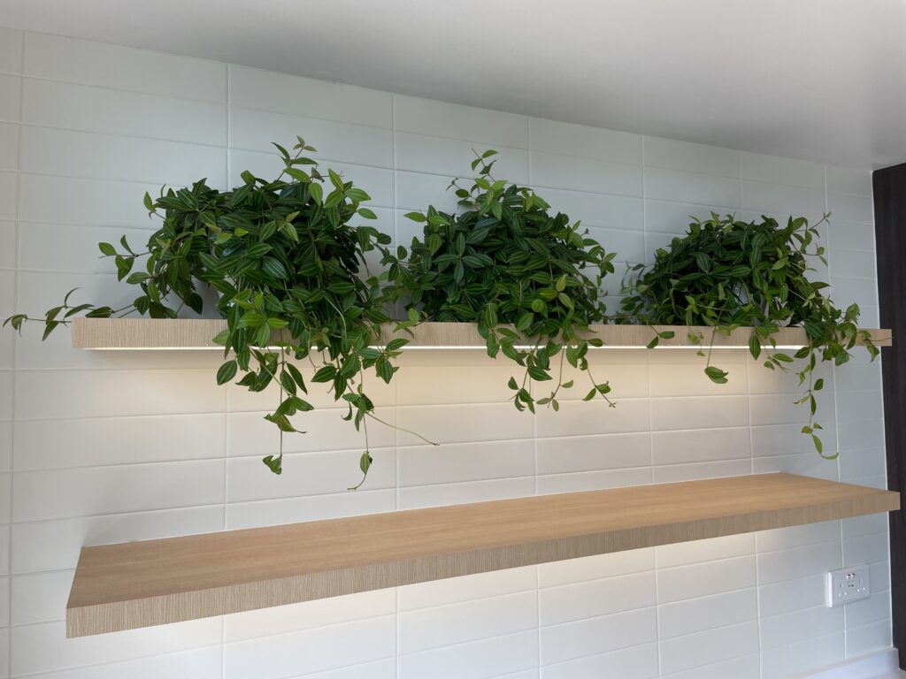 Peperomia obtusifolia